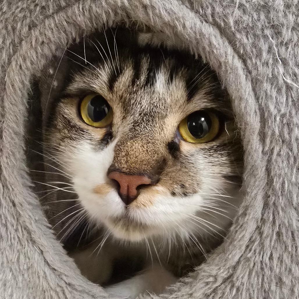 Enlarge Penelope, a Adoptable Domestic Medium Hair in Wickenburg, AZ image 2/3