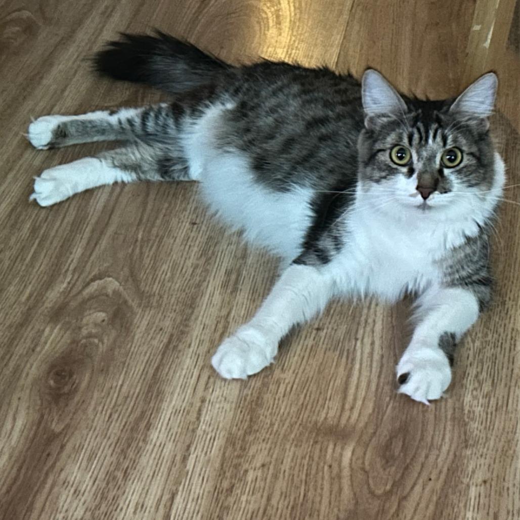 Enlarge Penelope, a Adoptable Domestic Medium Hair in Wickenburg, AZ image 3/3