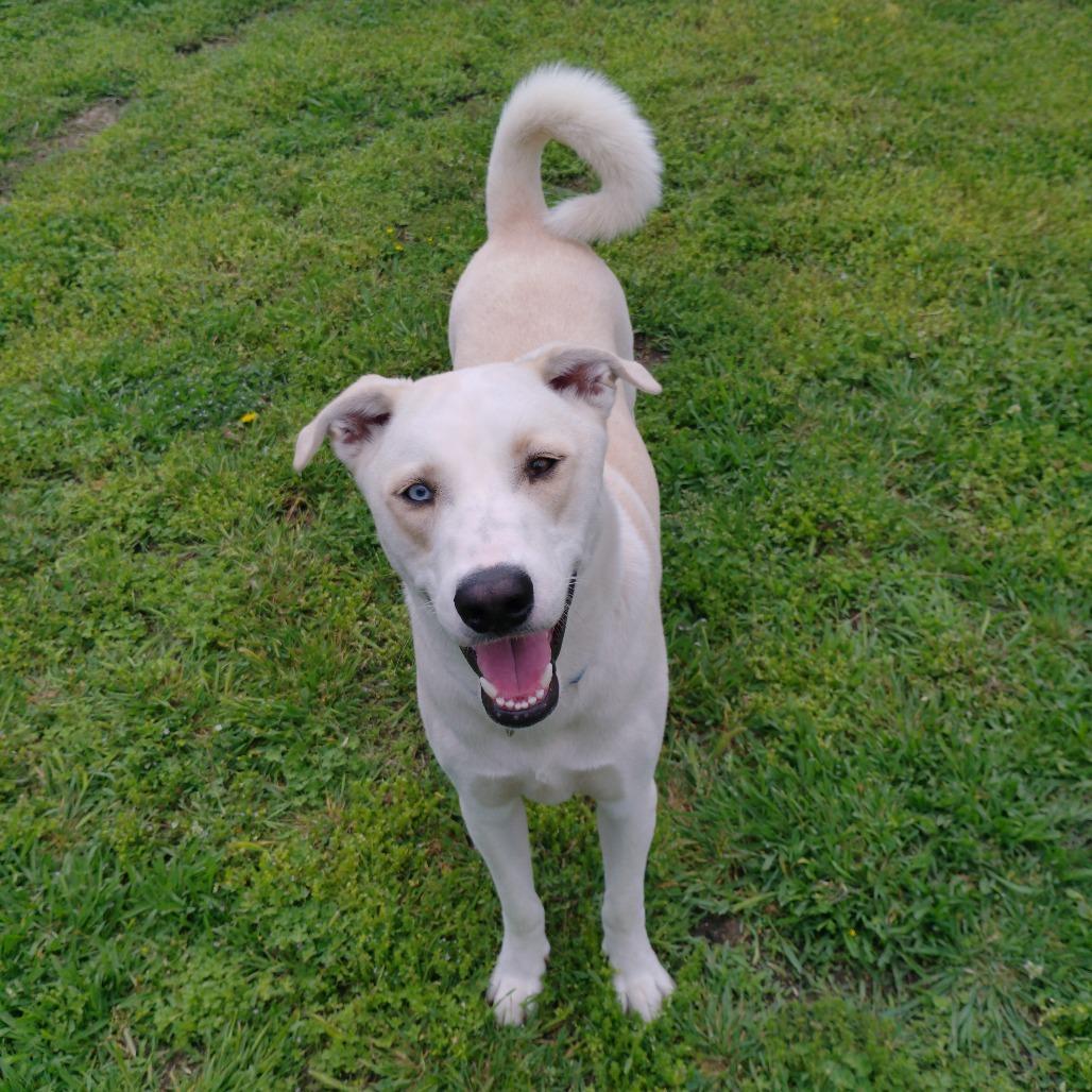 Enlarge Dexter, a Adoptable mixed breed in Tulsa, OK image 1/6