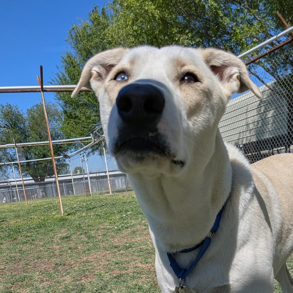 Dexter, Adoptable, Adult Male Husky & Mixed Breed.