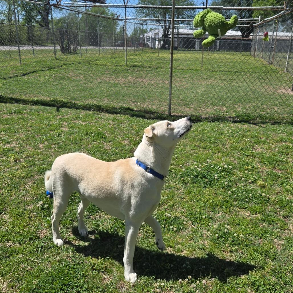 Enlarge Dexter, a Adoptable mixed breed in Tulsa, OK image 3/6