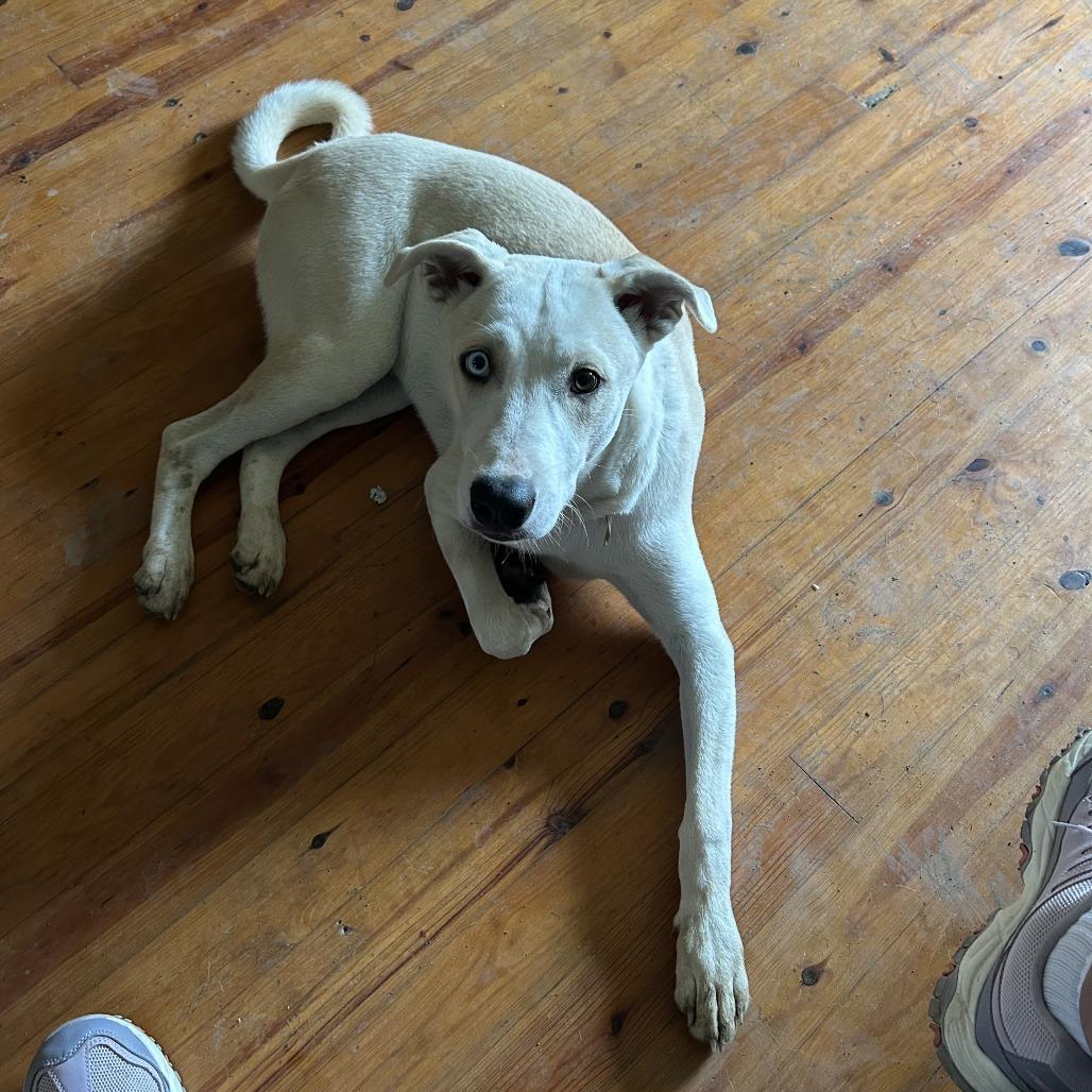 Enlarge Dexter, a Adoptable mixed breed in Tulsa, OK image 4/6