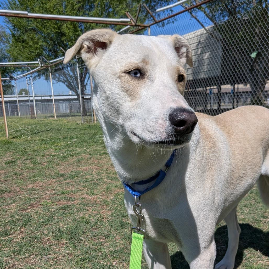 Enlarge Dexter, a Adoptable mixed breed in Tulsa, OK image 5/6