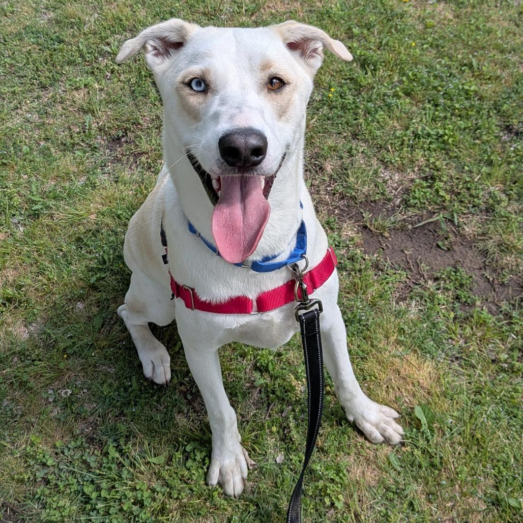 Enlarge Dexter, a Adoptable mixed breed in Tulsa, OK image 5/6