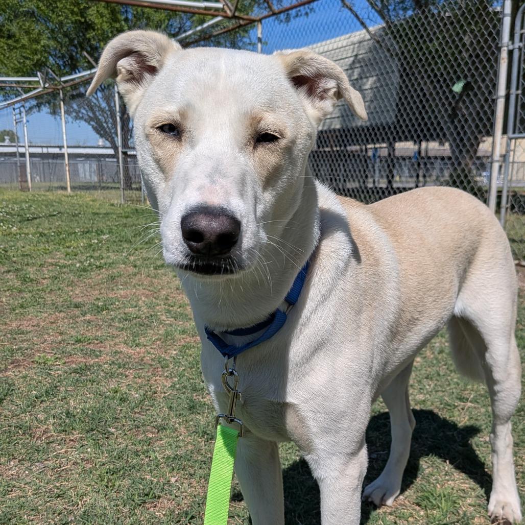 Enlarge Dexter, a Adoptable mixed breed in Tulsa, OK image 6/6