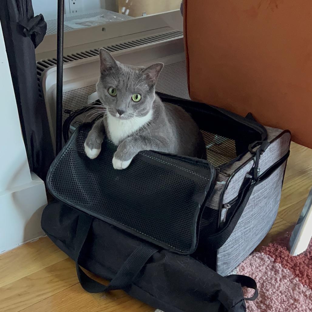 Leo 6000 — thumbnail 2