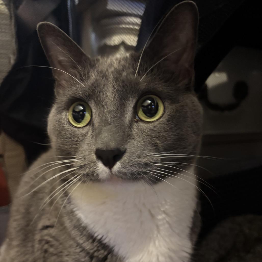 Leo 6000 — thumbnail 3