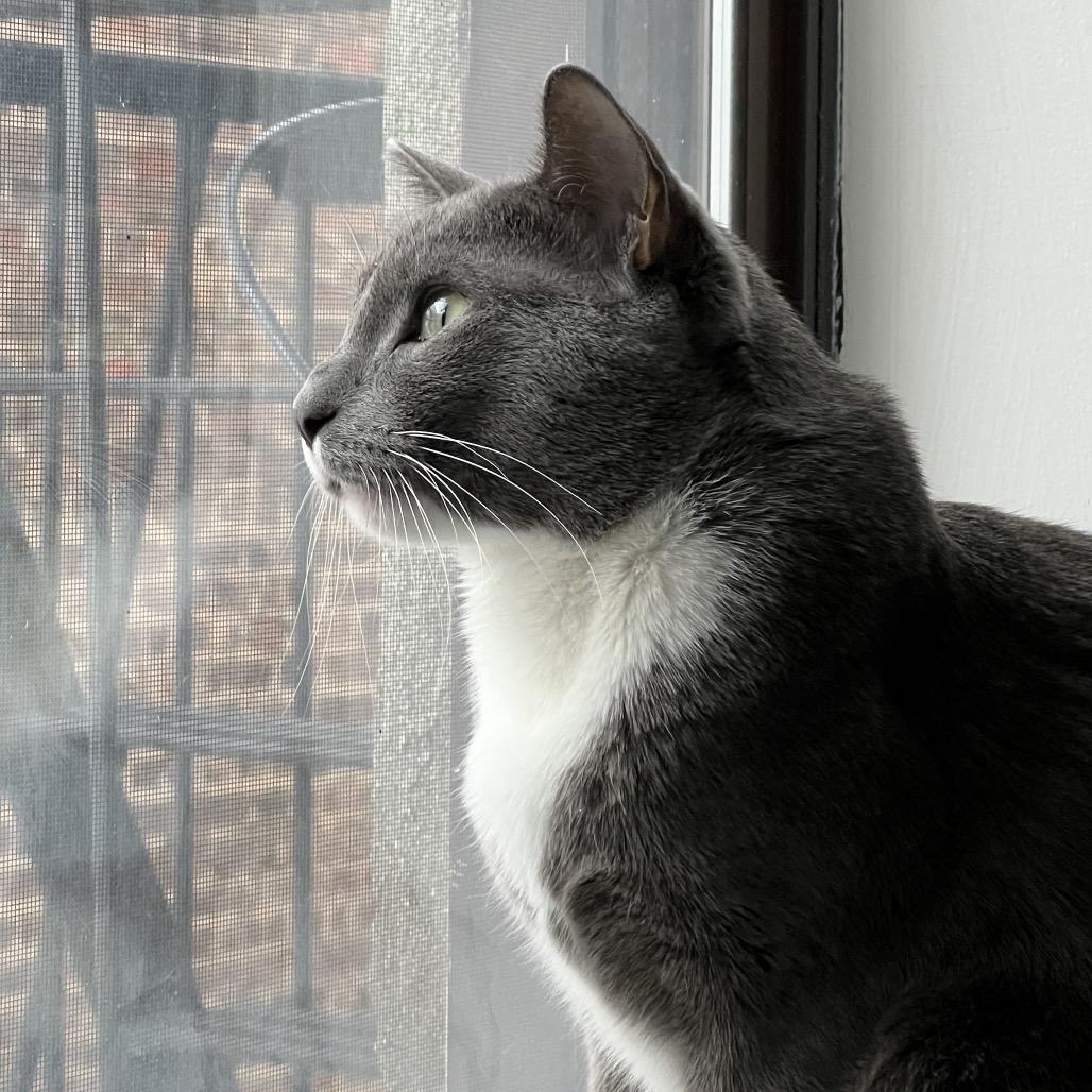 Leo 6000 — thumbnail 4