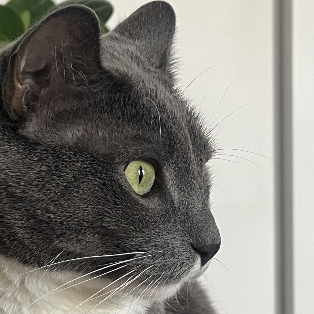 Leo 6000 — thumbnail 5