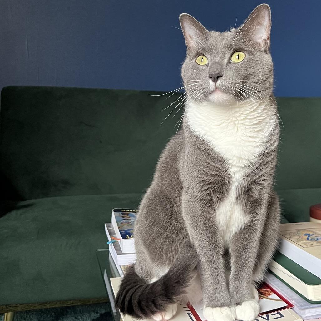 Leo 6000 — thumbnail 6