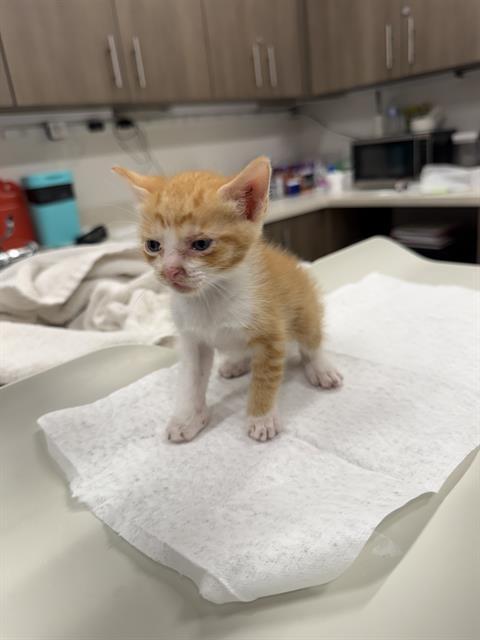 ATOM, Adoptable, Young Male Domestic Short Hair.