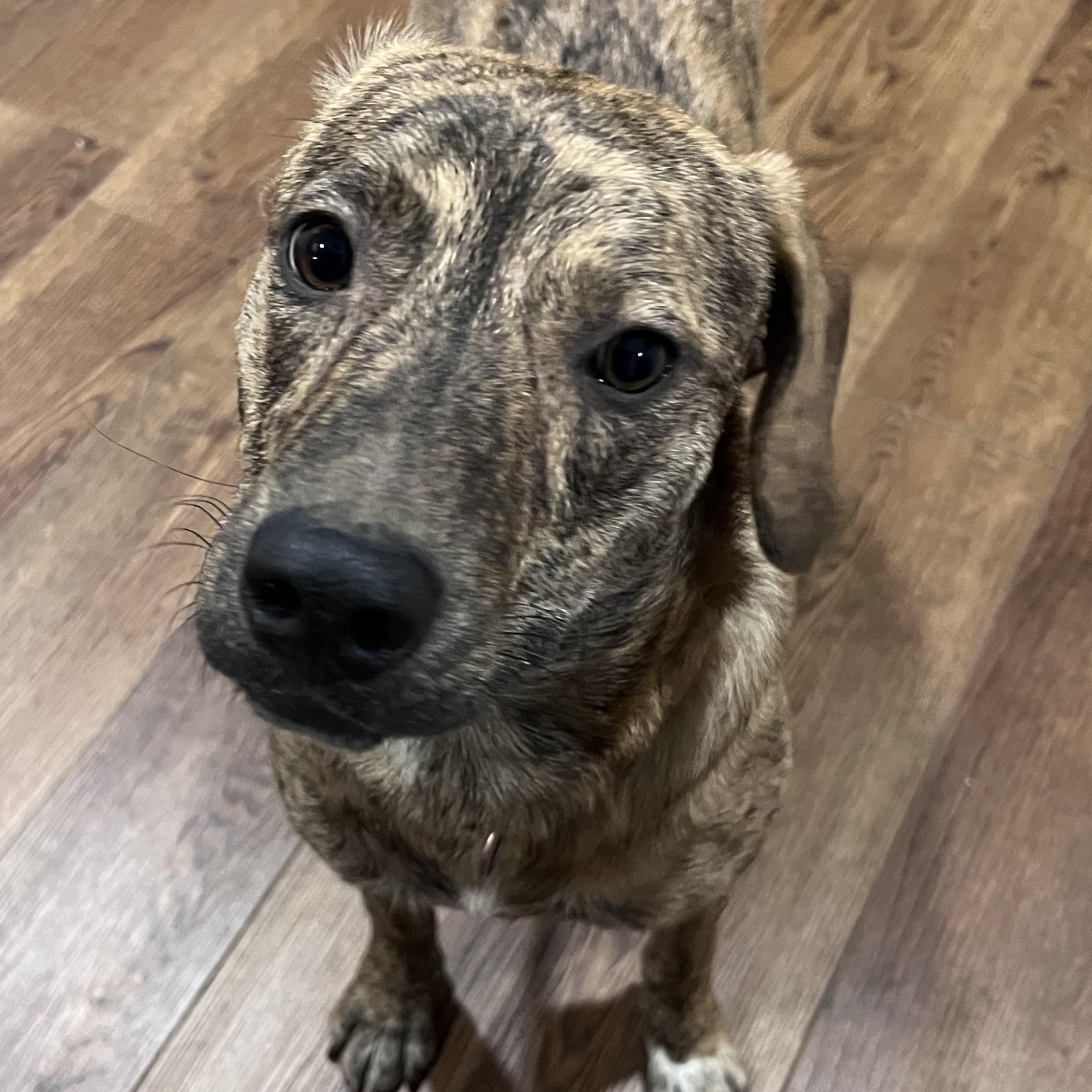 Chance, an adopted mixed breed in Willowbrook, IL image 2/5