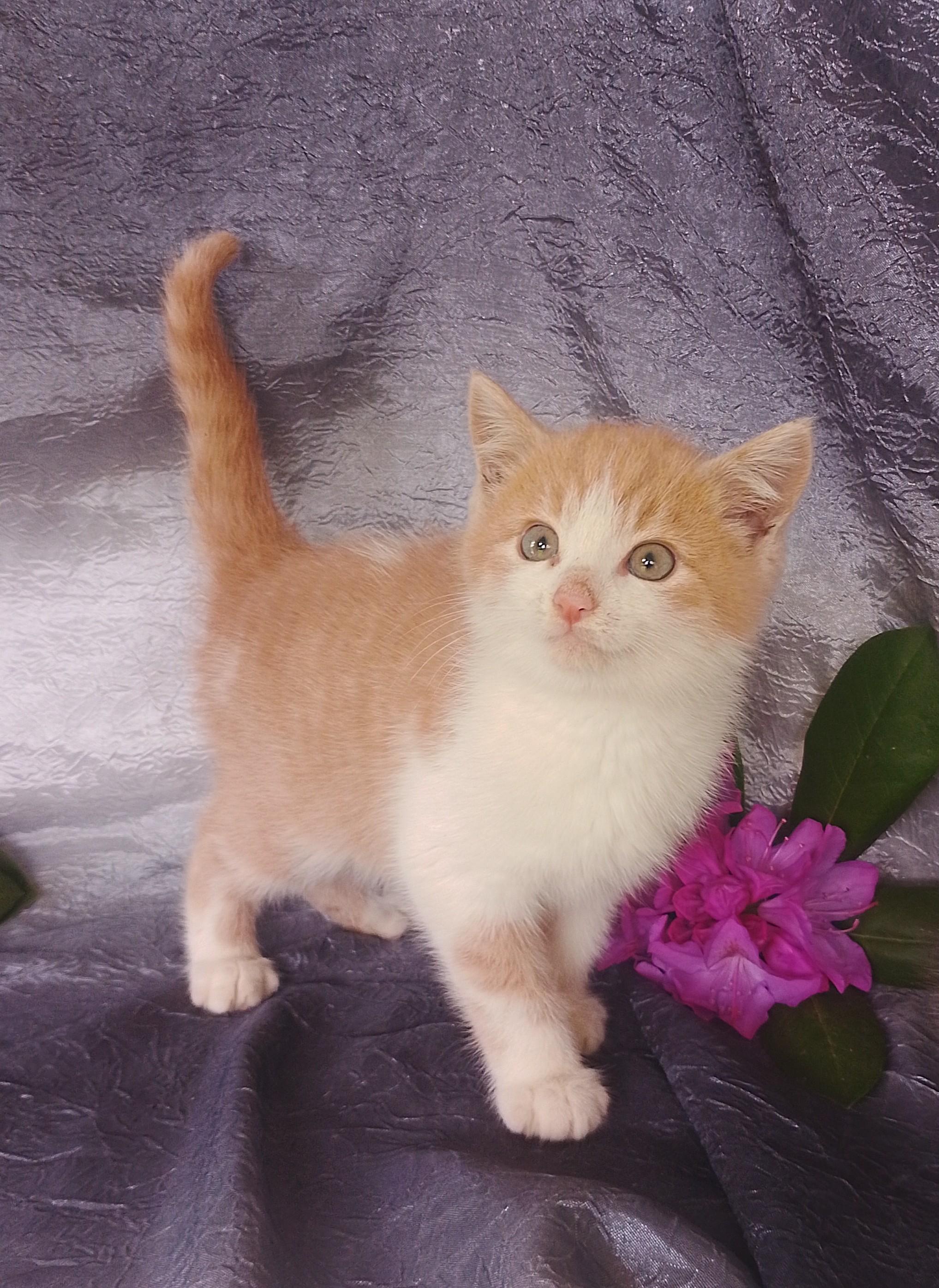 Jason 659, ADOPTABLE, Kitten Male Domestic Short Hair.