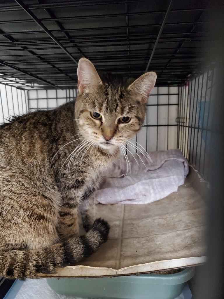 Sky, Adoptable, Senior Female Domestic Short Hair.