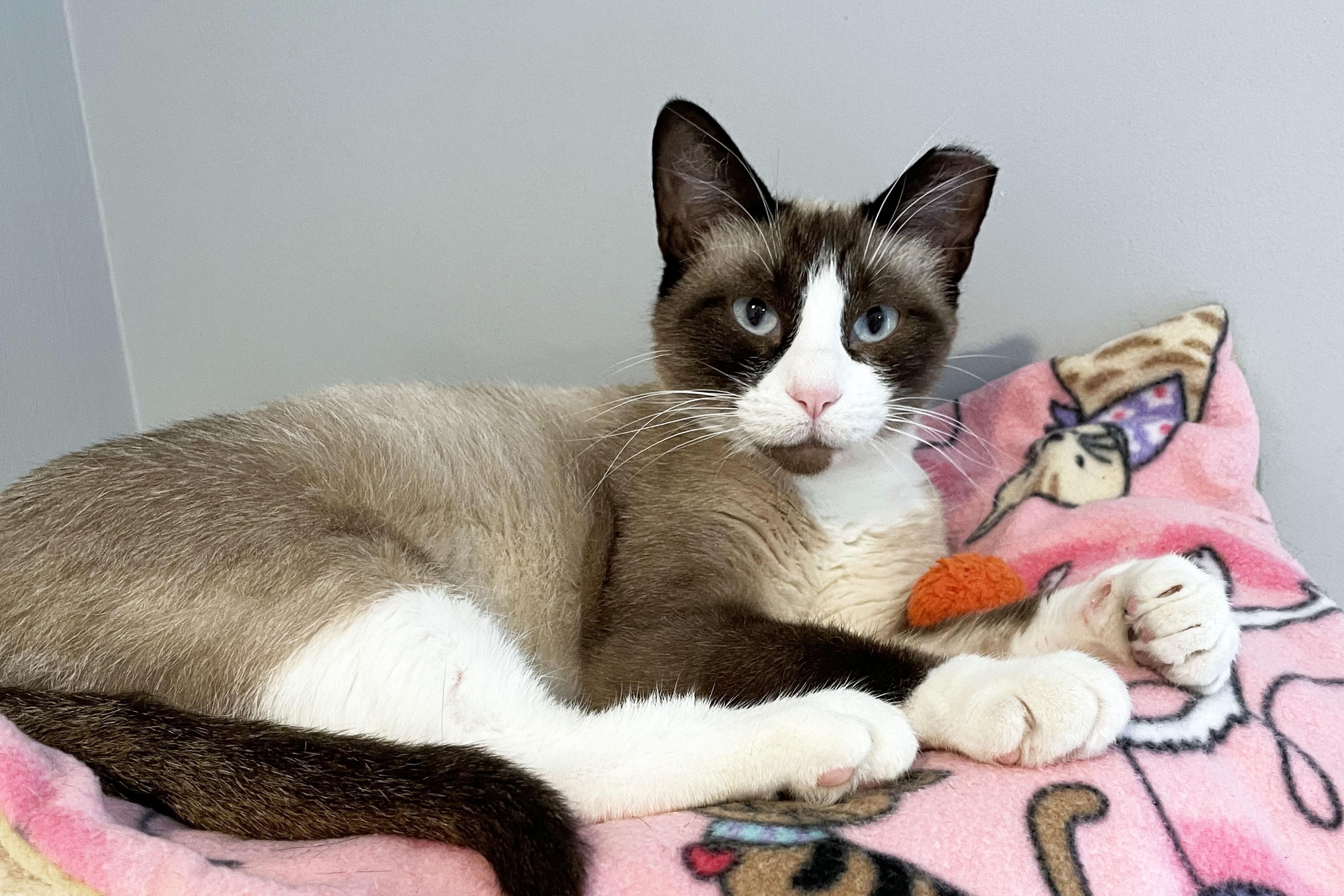 Maisy, adopted, Young Female Snowshoe.