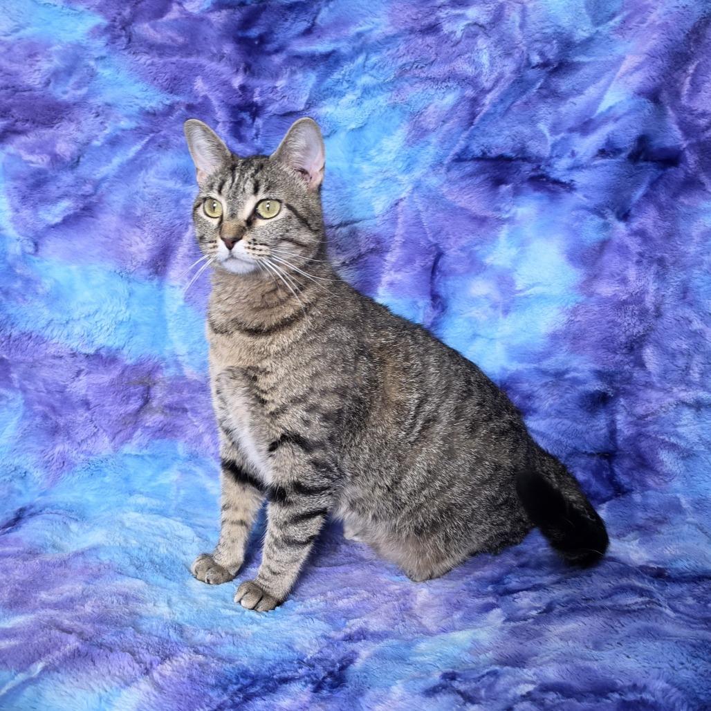 Missy, Adoptable, Young Female Domestic Short Hair.