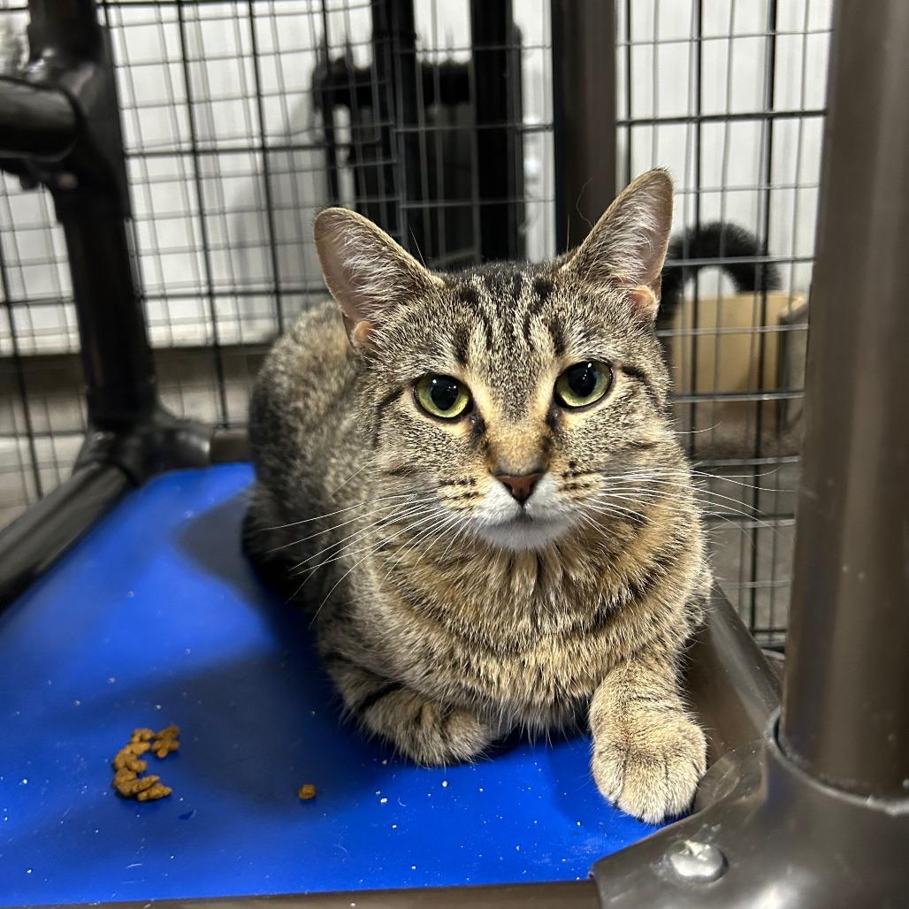 Missy, Adoptable, Young Female Domestic Short Hair.