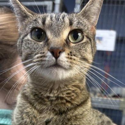 Enlarge Missy, a Adoptable Domestic Short Hair in Tipton, IA image 2/2