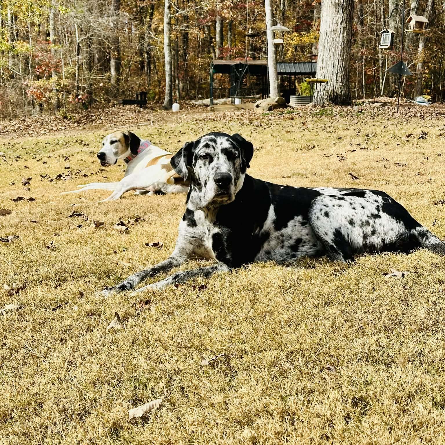 Bear, a Adoptable Great Dane in Pensacola, FL image 2/6