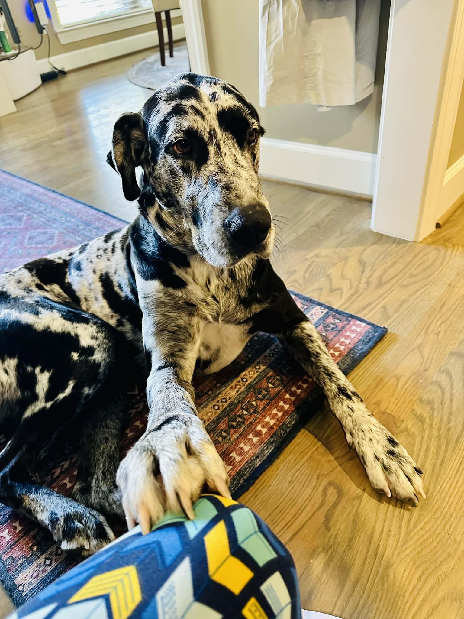 Bear, a Adoptable Great Dane in Pensacola, FL image 3/6