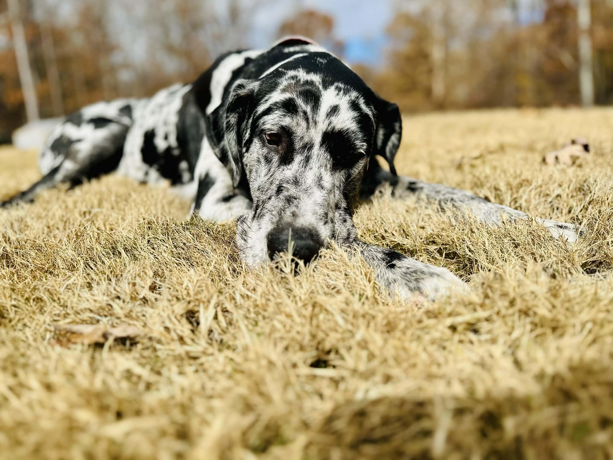 Bear, a Adoptable Great Dane in Pensacola, FL image 4/6
