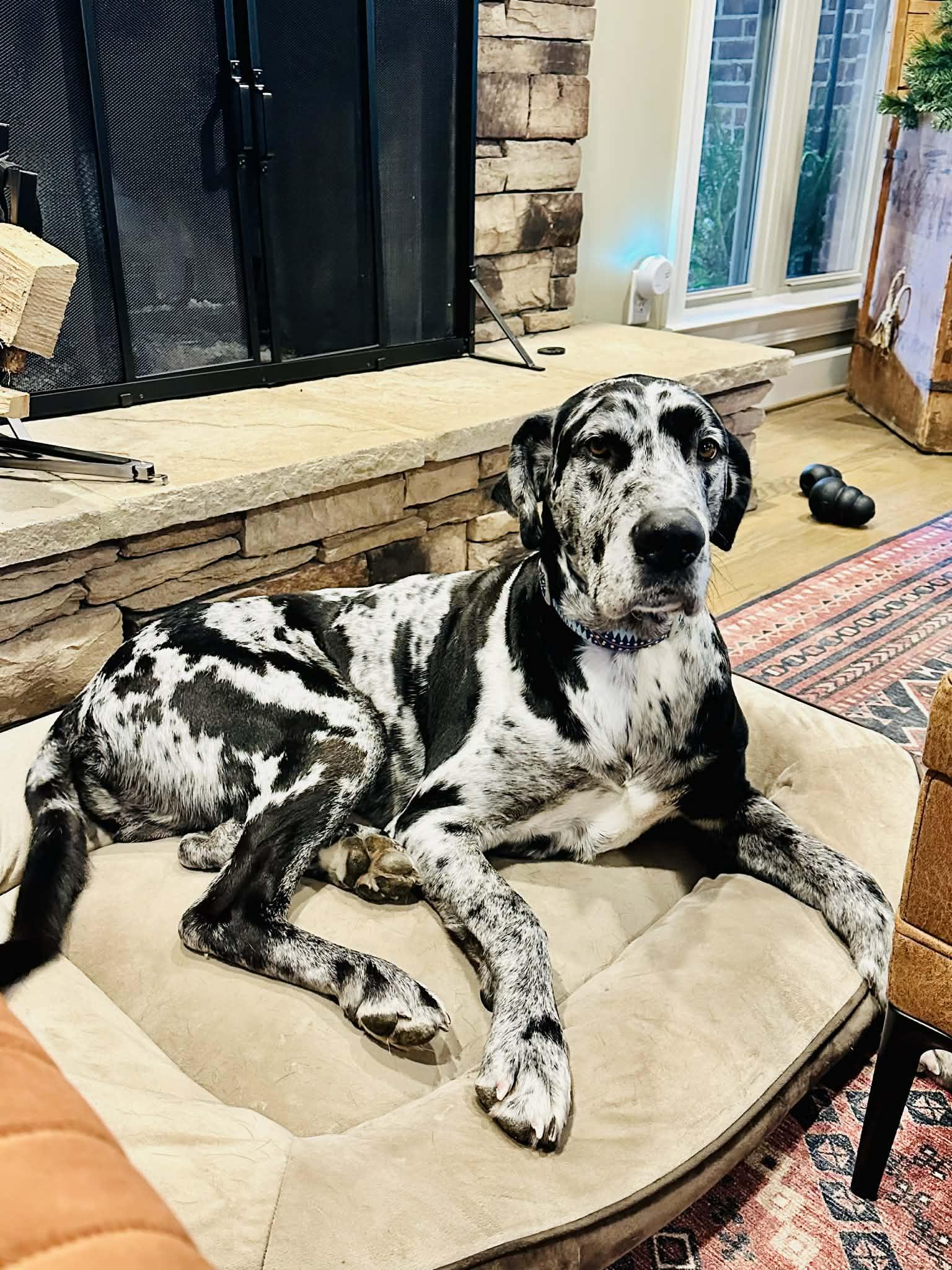 Bear, a Adoptable Great Dane in Pensacola, FL image 1/6