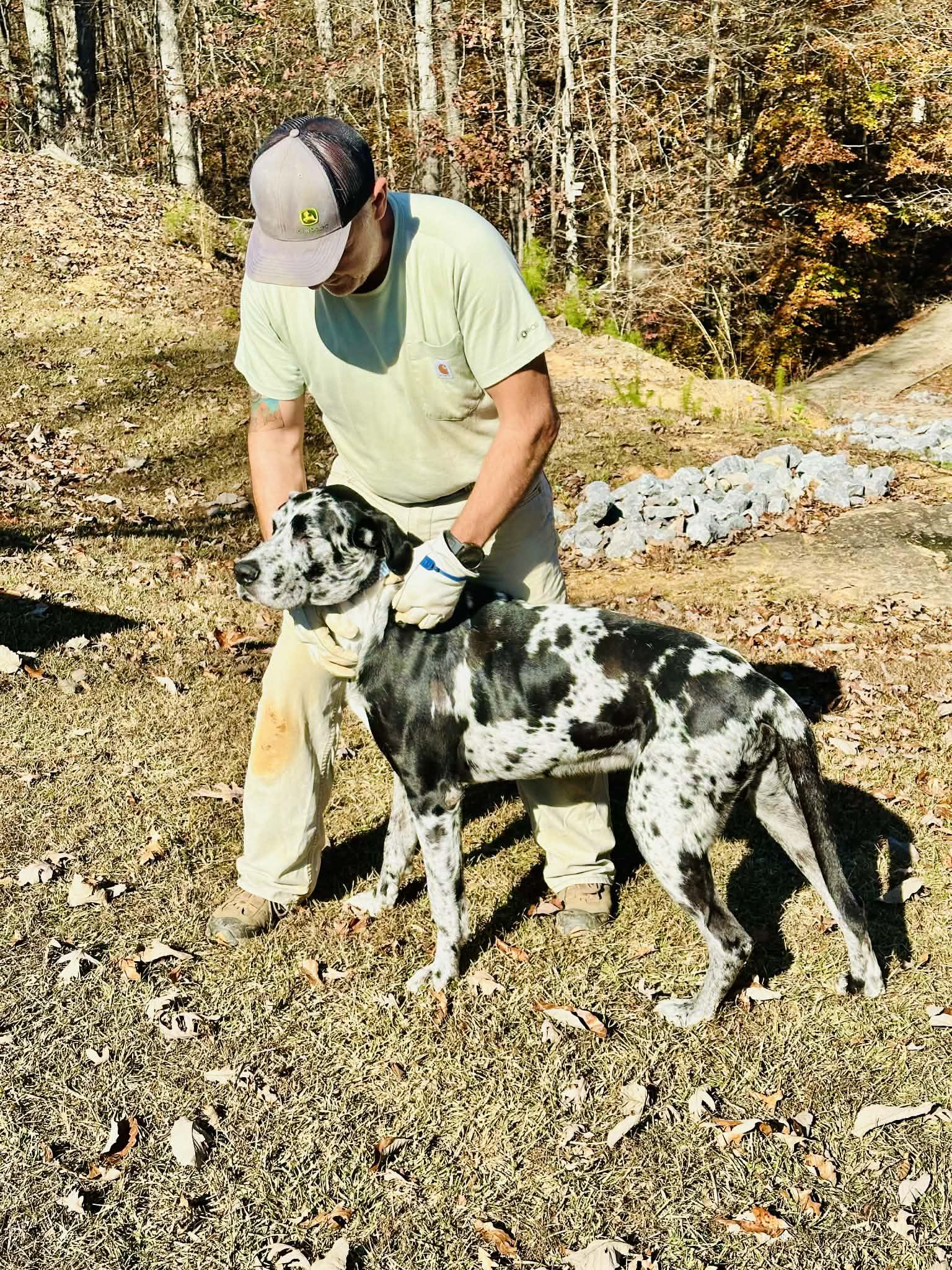 Bear, a Adoptable Great Dane in Pensacola, FL image 5/6