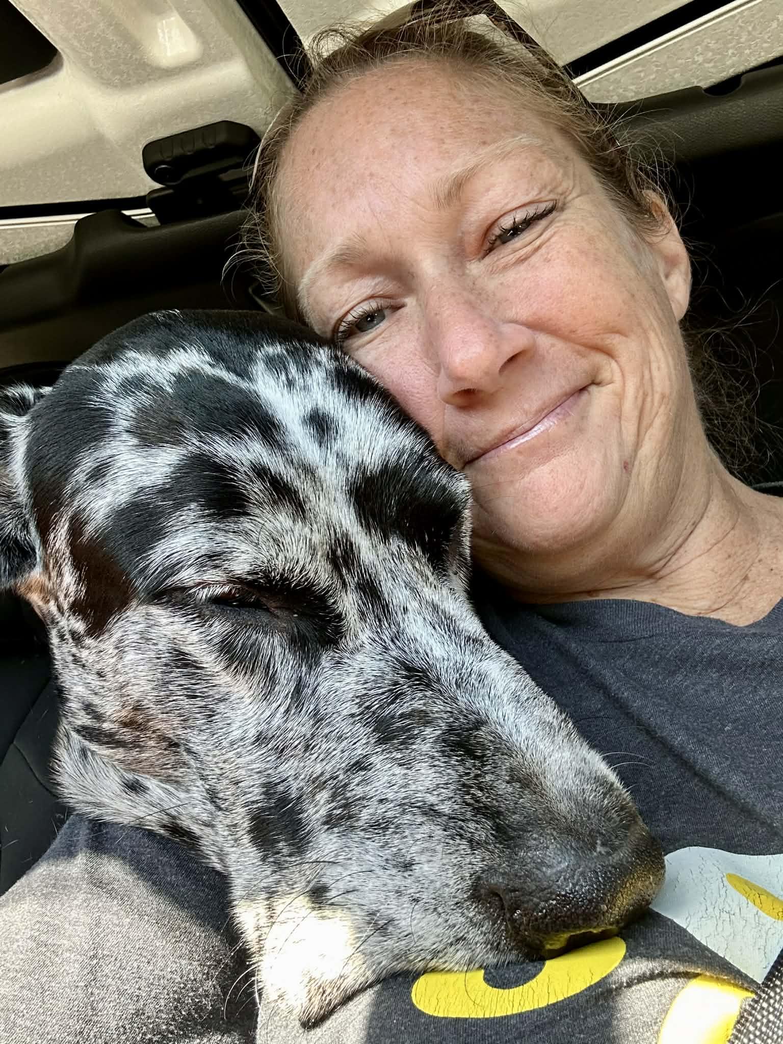 Bear, a Adoptable Great Dane in Pensacola, FL image 6/6