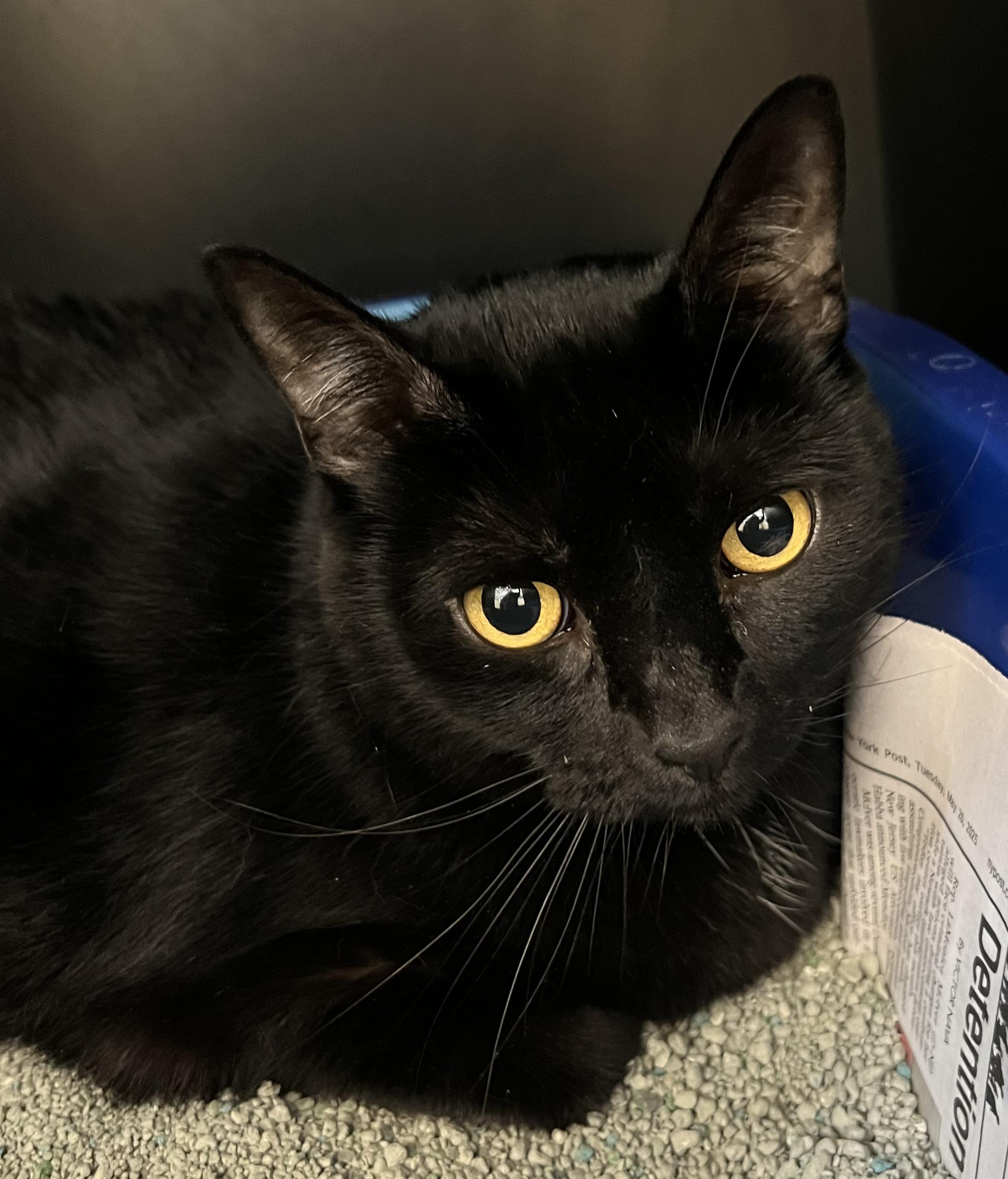 Enlarge Beans, an adoptable Domestic Short Hair in New Rochelle, NY image 1/3