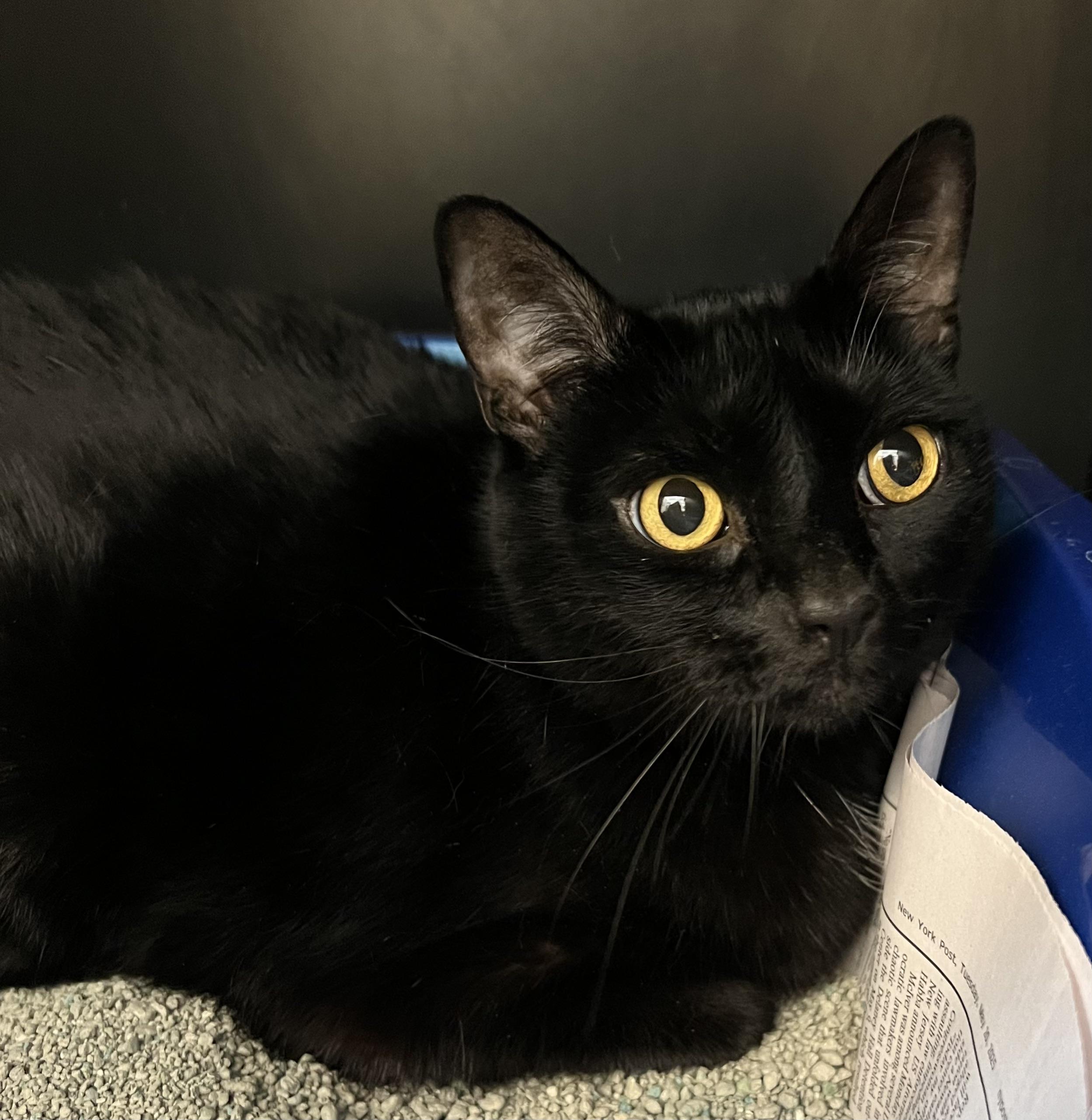 Enlarge Beans, an adoptable Domestic Short Hair in New Rochelle, NY image 2/3