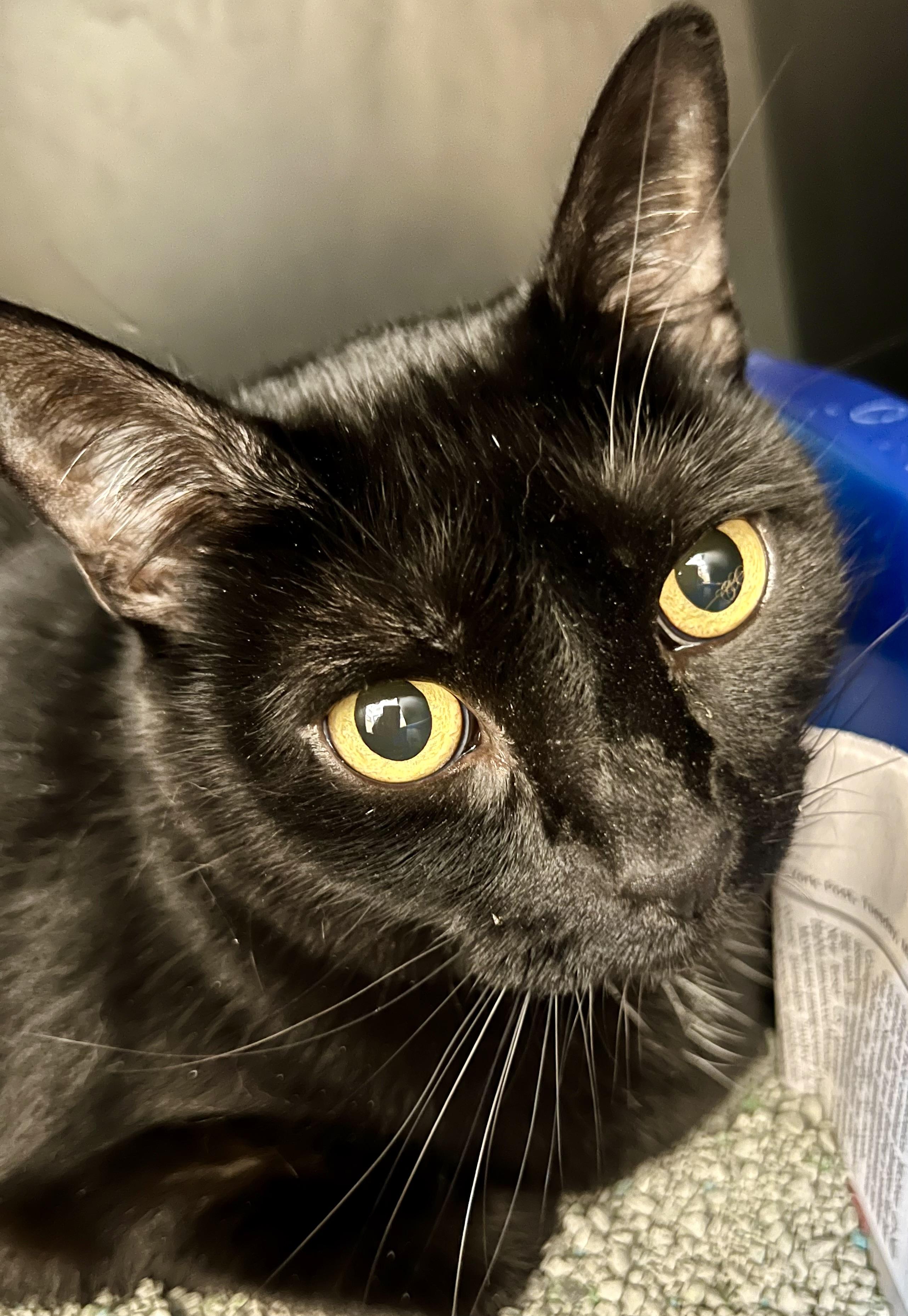 Enlarge Beans, an adoptable Domestic Short Hair in New Rochelle, NY image 3/3