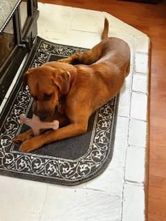 Allie, a Adoptable mixed breed in Manhasset, NY image 6/6