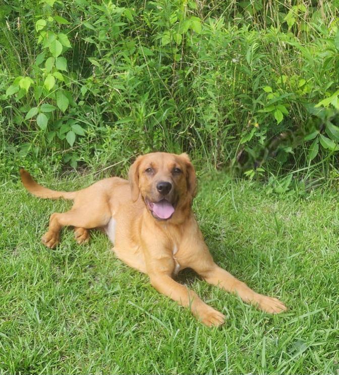 Allie, Adoptable, Young Female Golden Retriever.