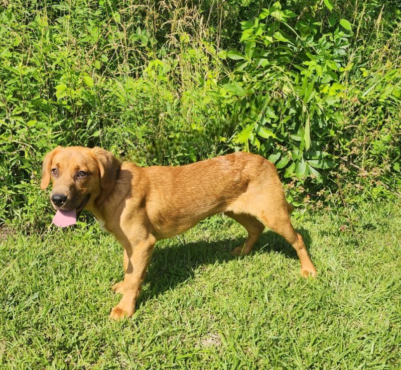 Allie, a Adoptable mixed breed in Manhasset, NY image 2/6