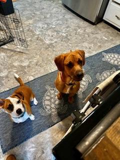 Allie, a Adoptable mixed breed in Manhasset, NY image 3/6