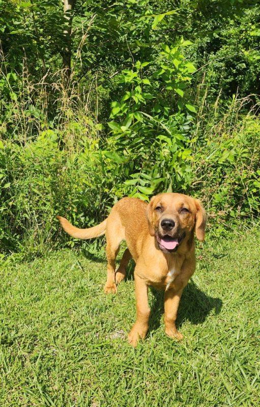 Allie, a Adoptable mixed breed in Manhasset, NY image 4/6