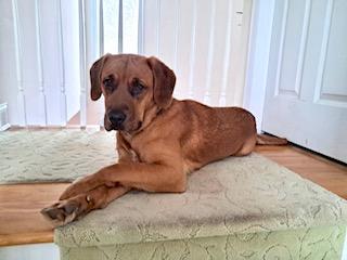 Allie, Adoptable, Young Female Labrador Retriever & Golden Retriever.