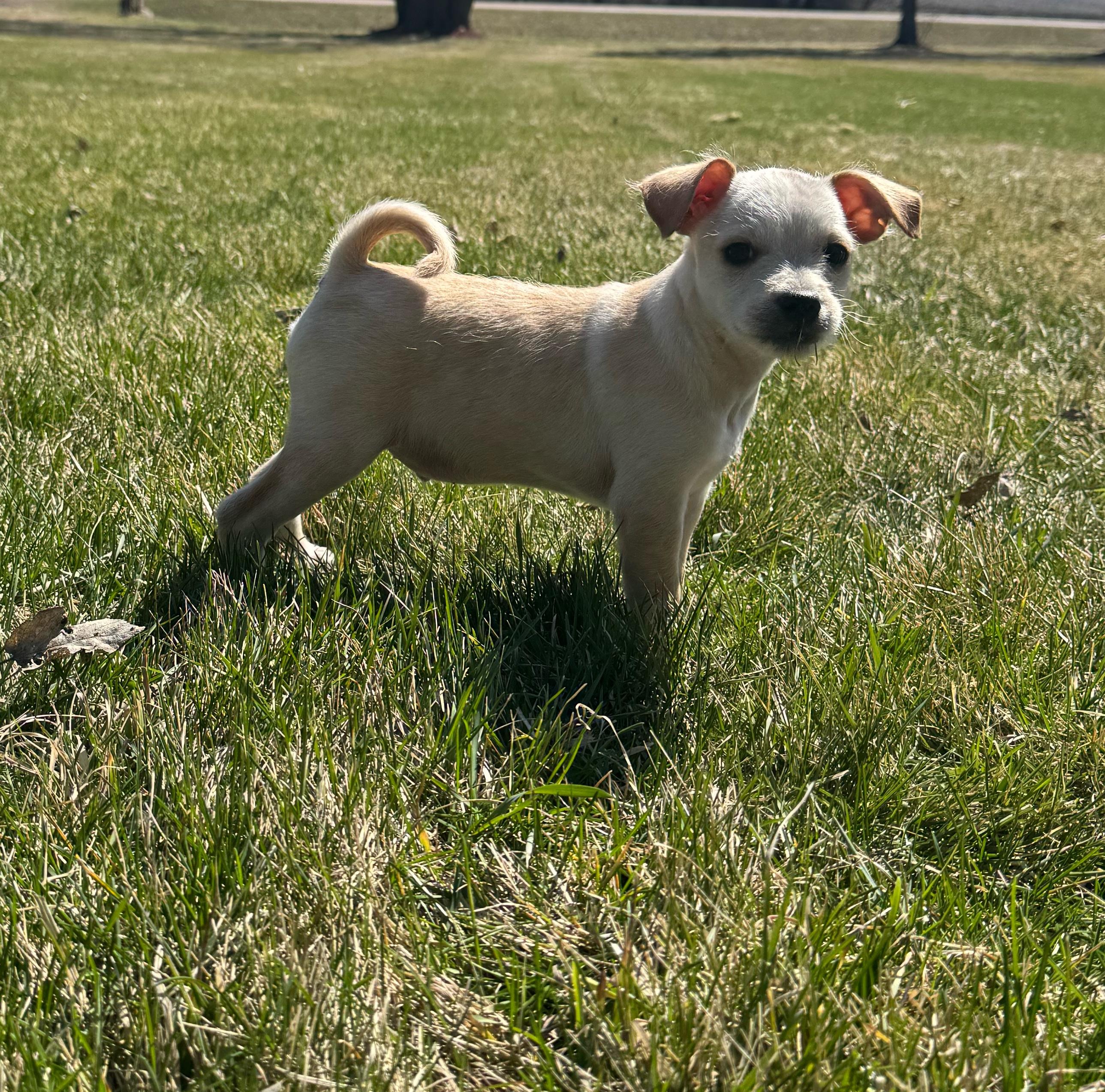 Enlarge Skeeter, a ADOPTABLE mixed breed in Faribault, MN image 3/4
