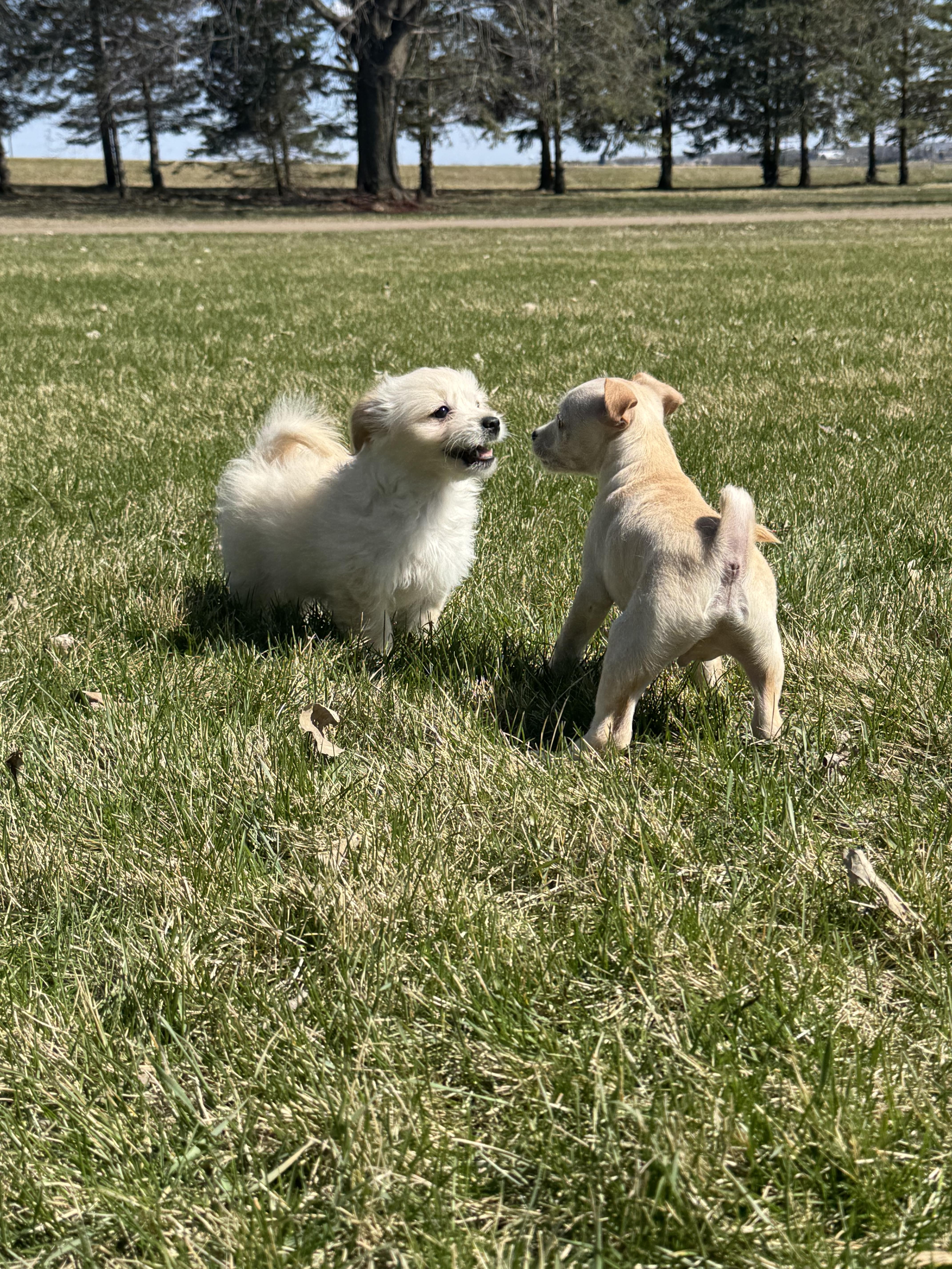 Enlarge Skeeter, a ADOPTABLE mixed breed in Faribault, MN image 2/4