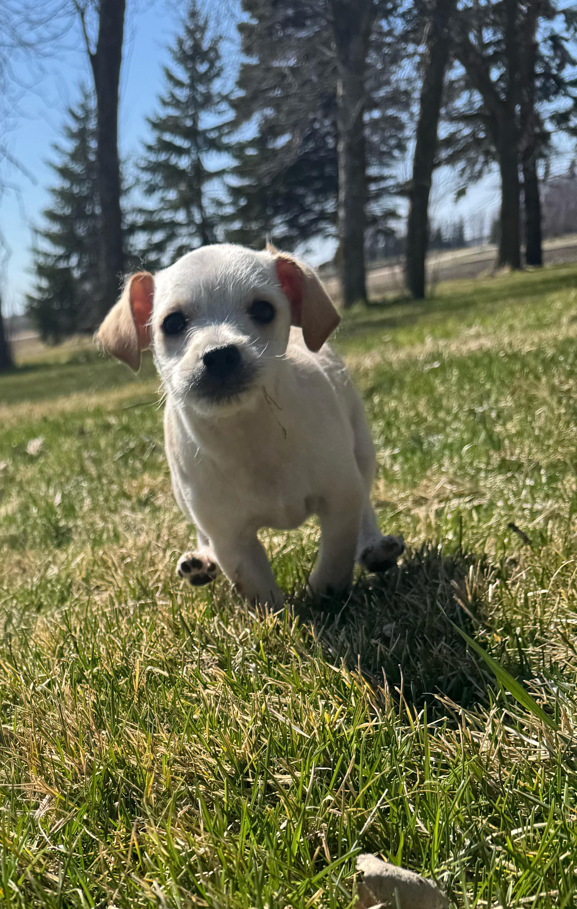 Enlarge Skeeter, a ADOPTABLE mixed breed in Faribault, MN image 4/4