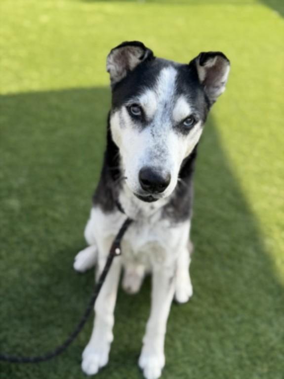 Enlarge GRAMPS, a Adoptable Siberian Husky in Los Angeles, CA image 1/1