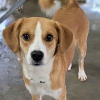Gemma, ADOPTABLE, Adult Female Mixed Breed.