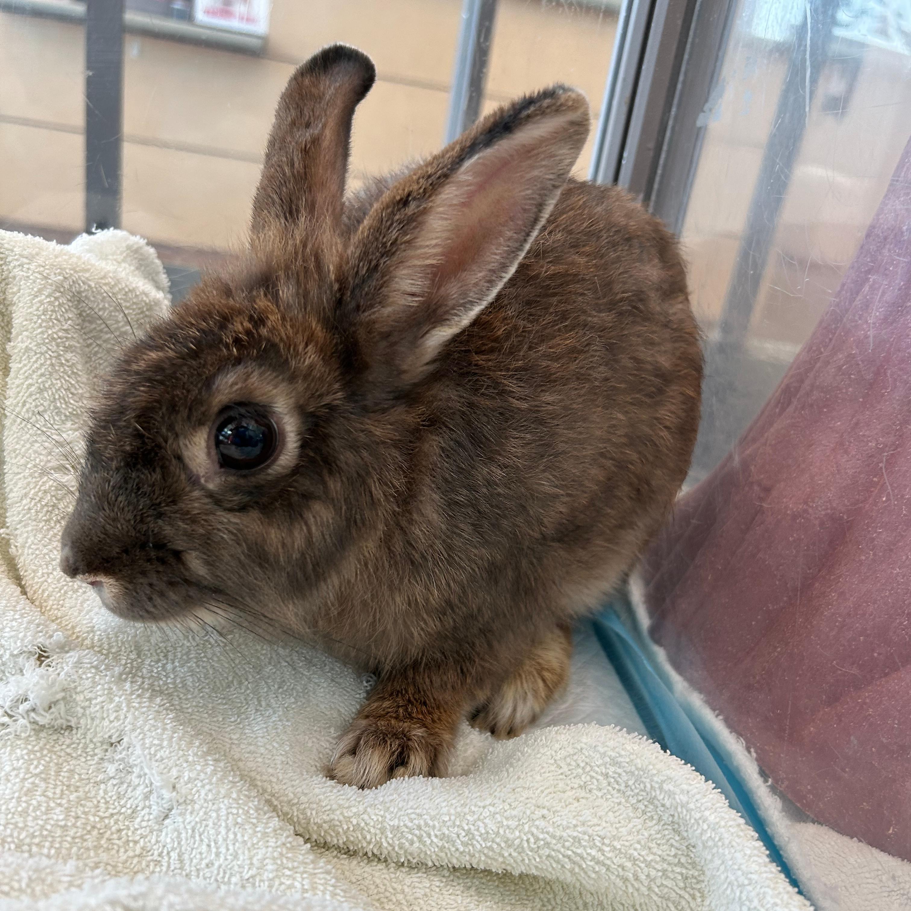 Hershey Kiss, ADOPTABLE, Adult Female Bunny Rabbit.