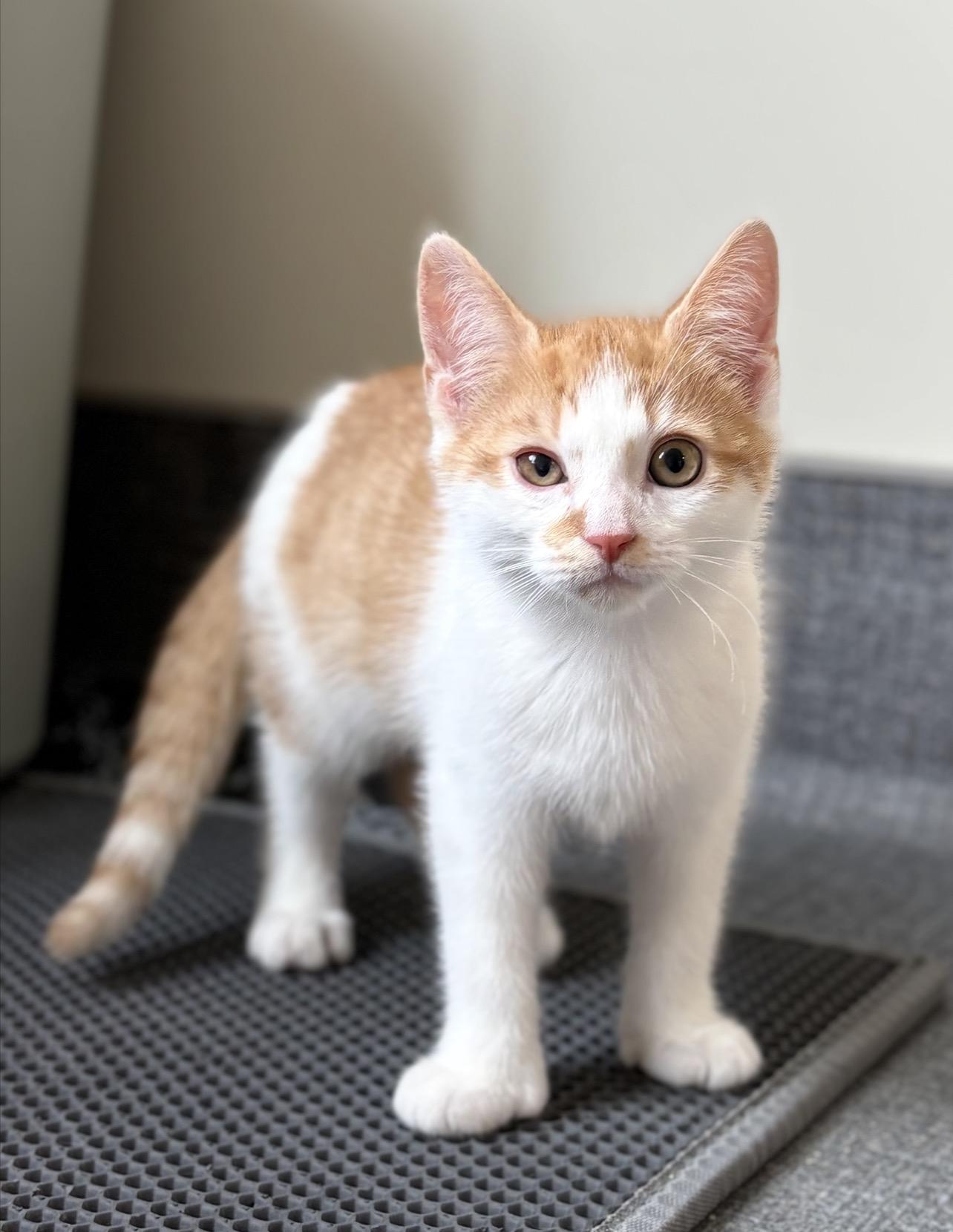 Pomegranate , adopted, Kitten Male Domestic Short Hair.