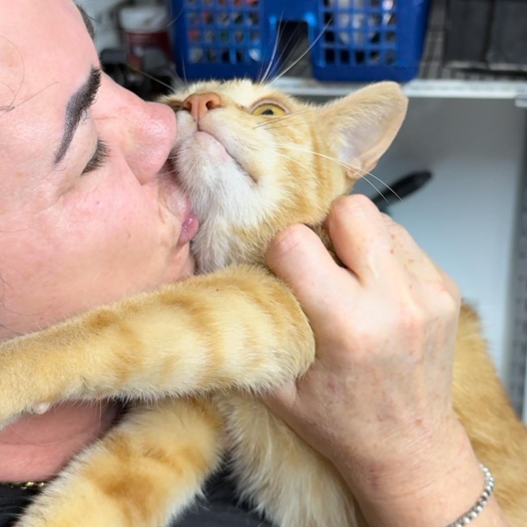 Luce — thumbnail 4