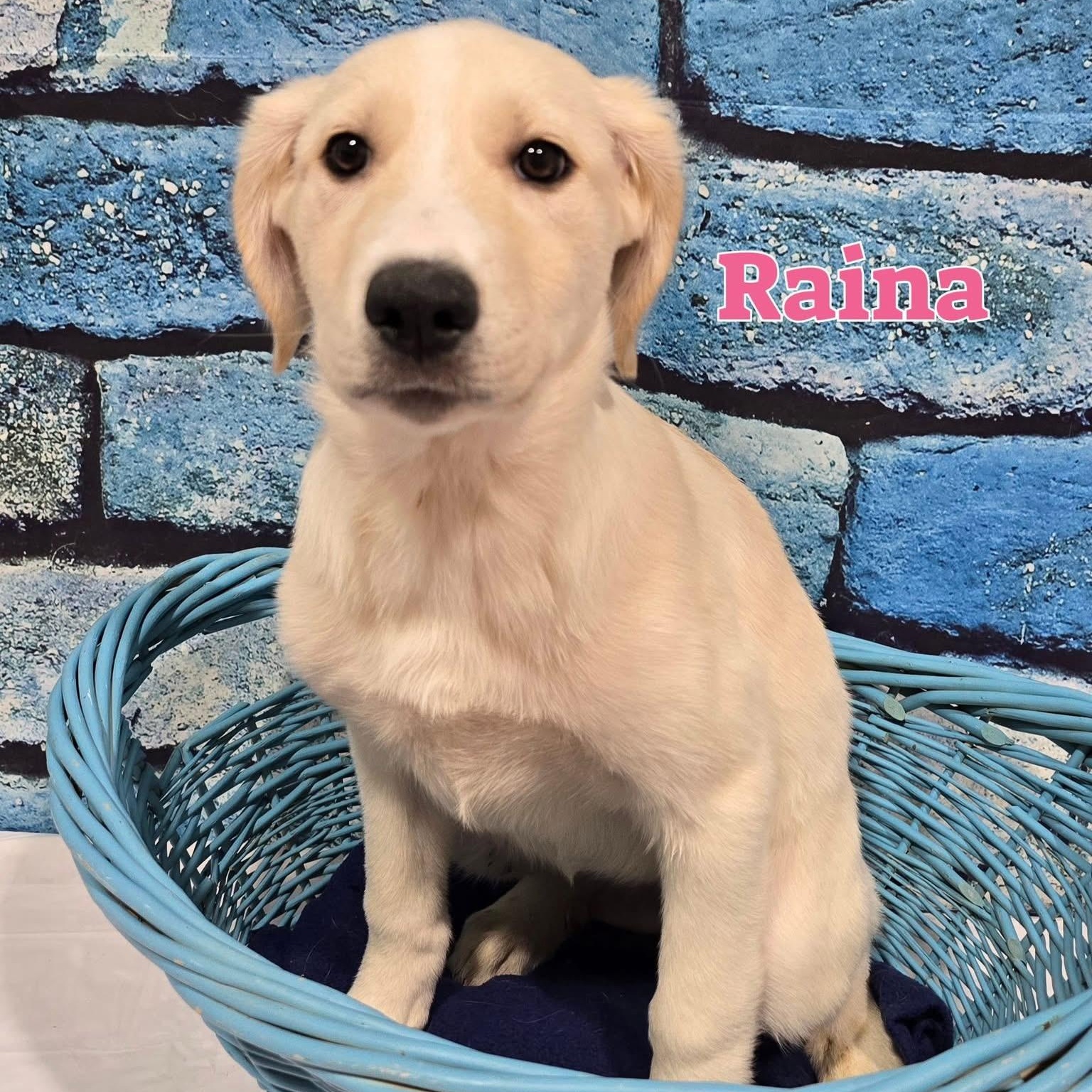 Raina, ADOPTABLE, Puppy Female Great Pyrenees.