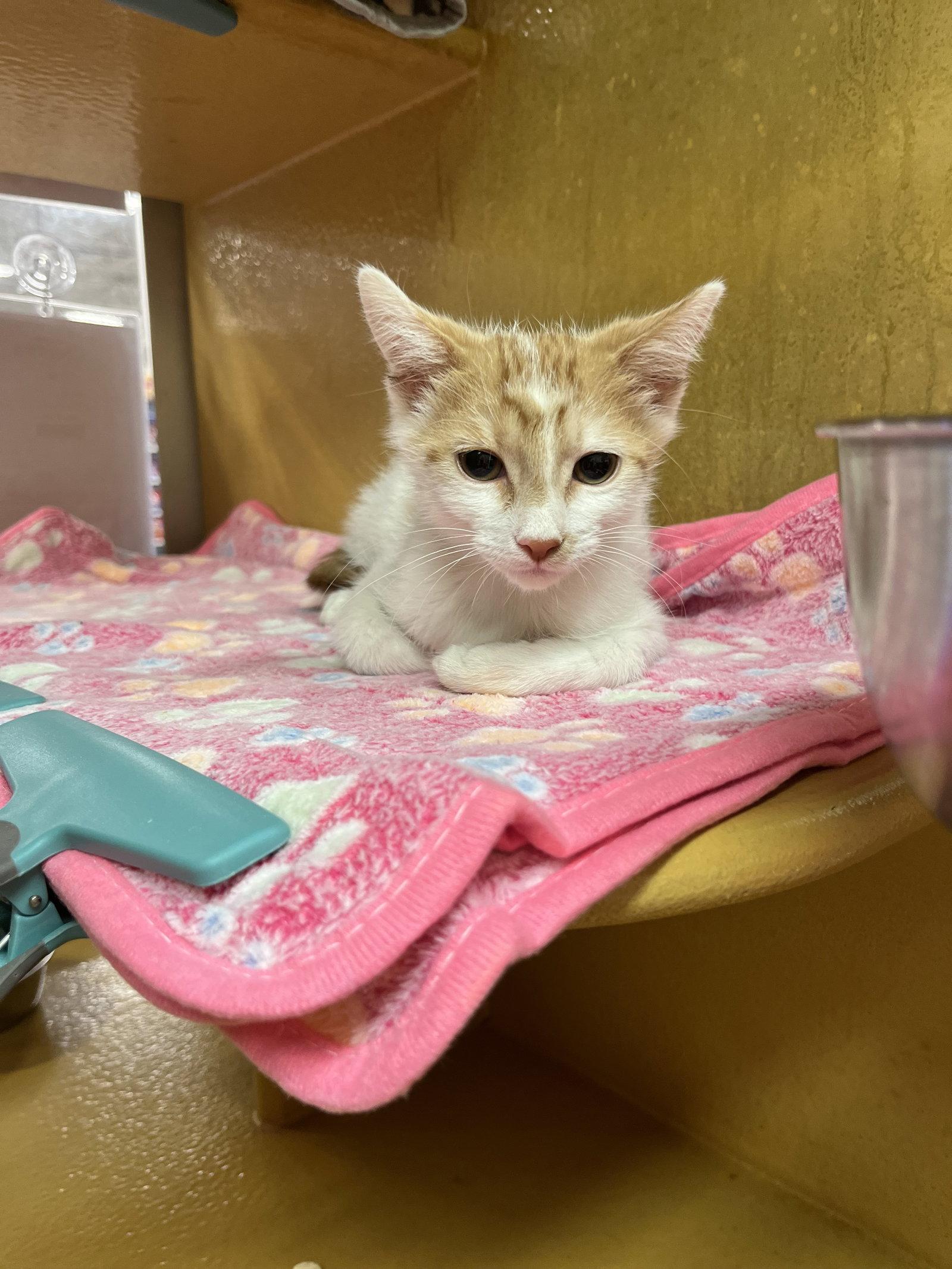 Ginger, a Adoptable Domestic Short Hair in Scottsdale, AZ image 1/2