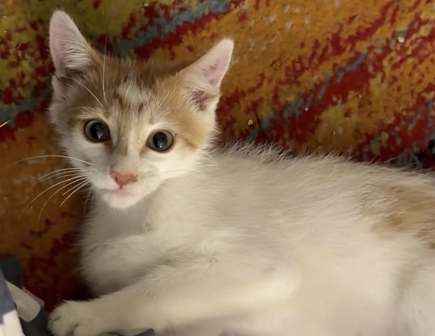 Ginger, a Adoptable Domestic Short Hair in Scottsdale, AZ image 2/2