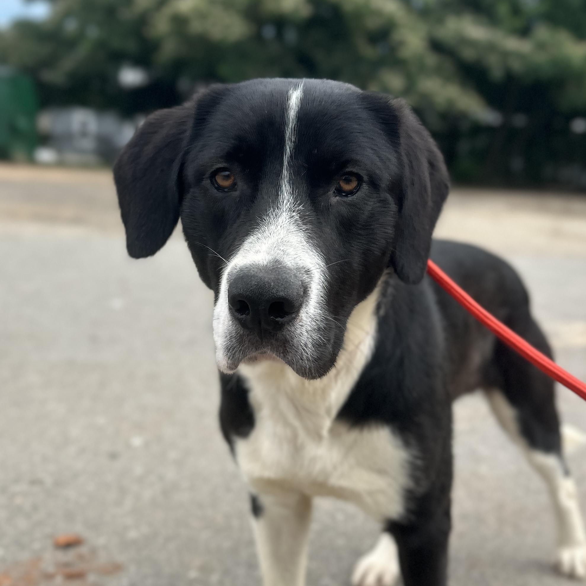 Enlarge Gulliver, a Adoptable mixed breed in Thomaston , ME image 2/6