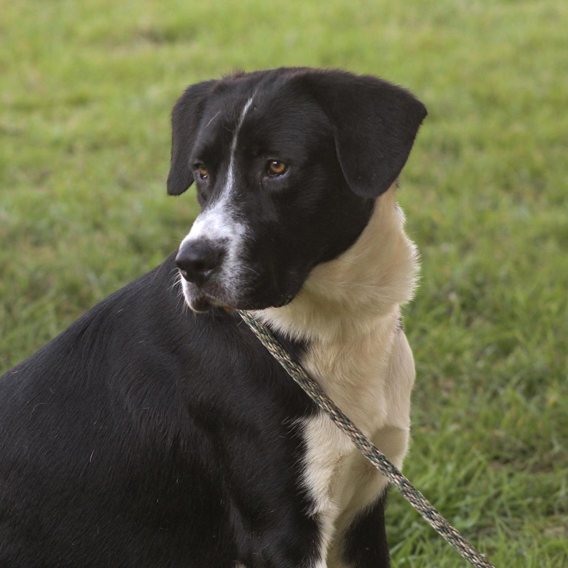Enlarge Gulliver, a Adoptable mixed breed in Thomaston , ME image 5/6